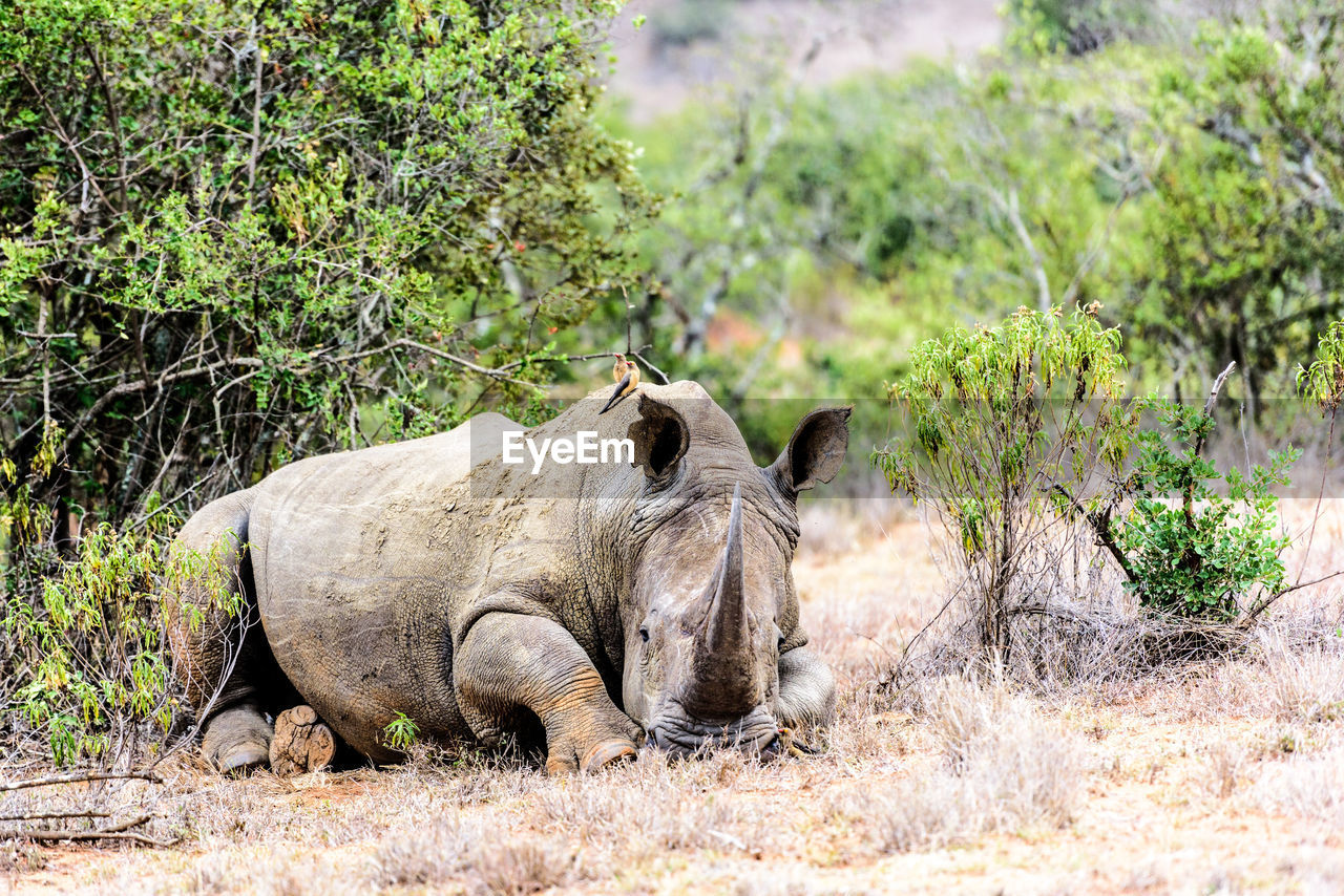 Rhinoceros relaxing on field