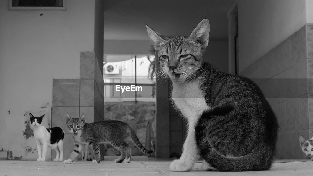 Three cats standing indoors