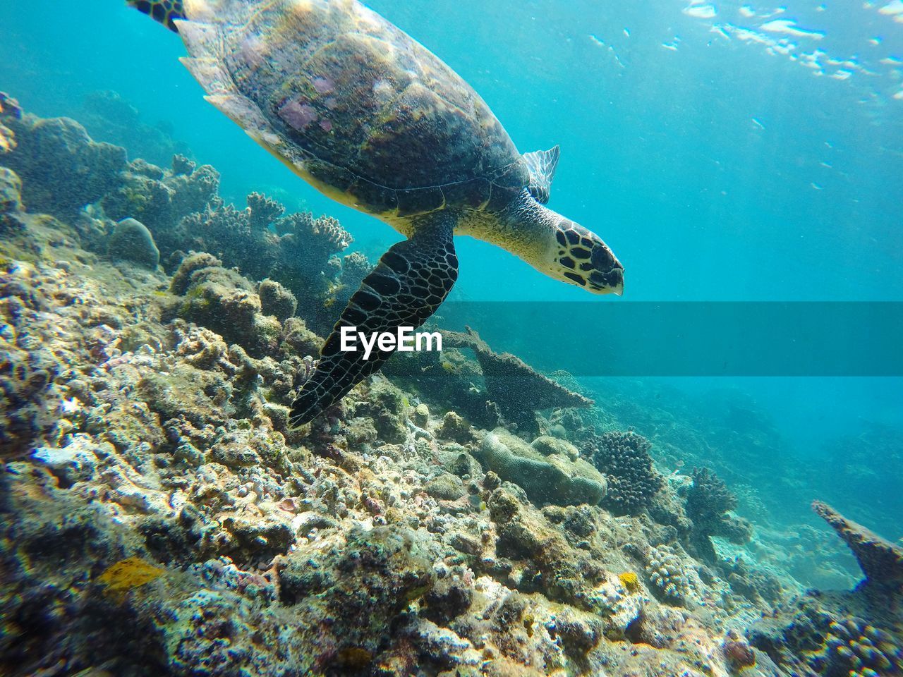 CLOSE-UP OF TURTLE IN SEA