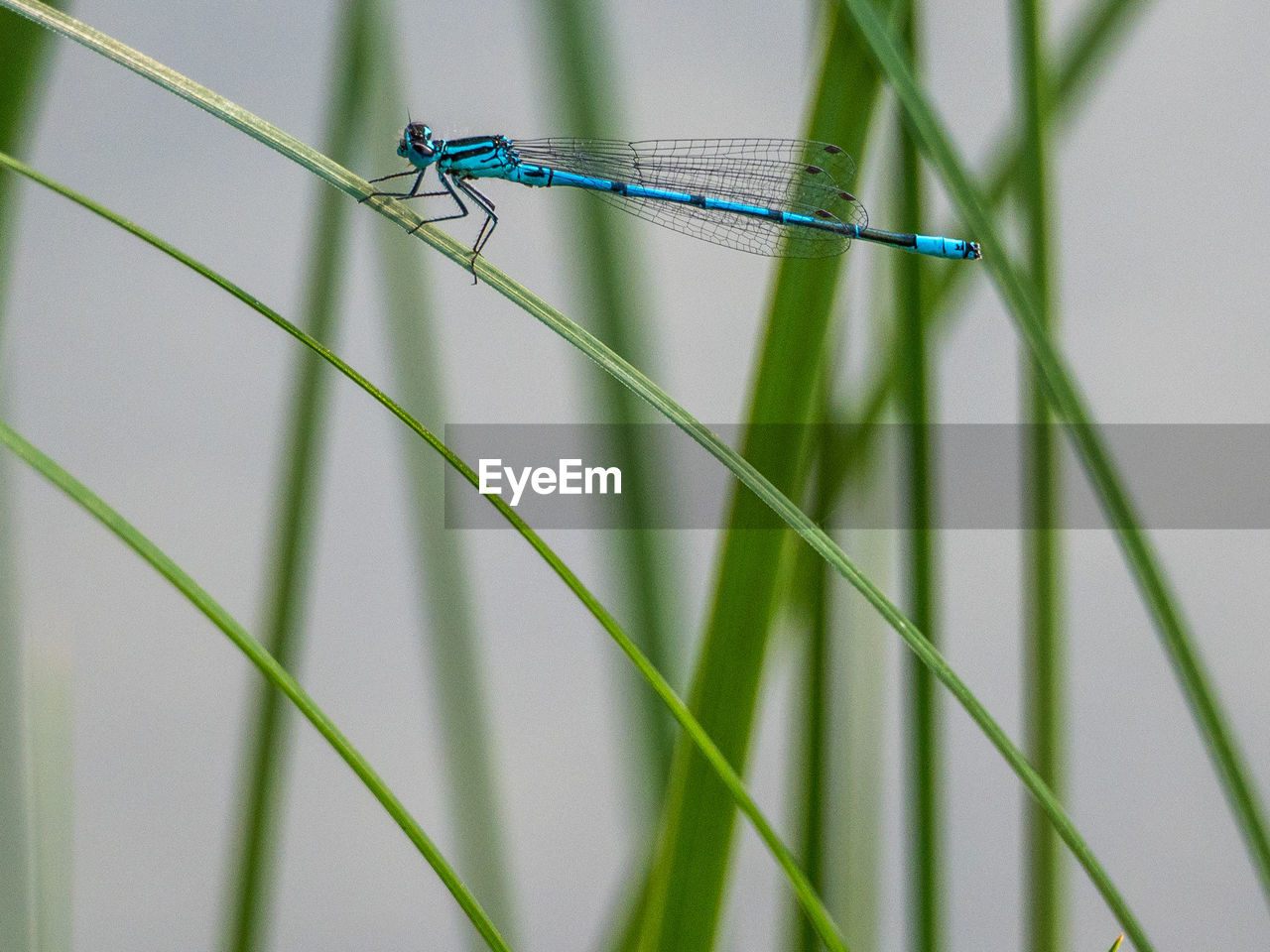 CLOSE-UP OF DRAGONFLY ON PLANT