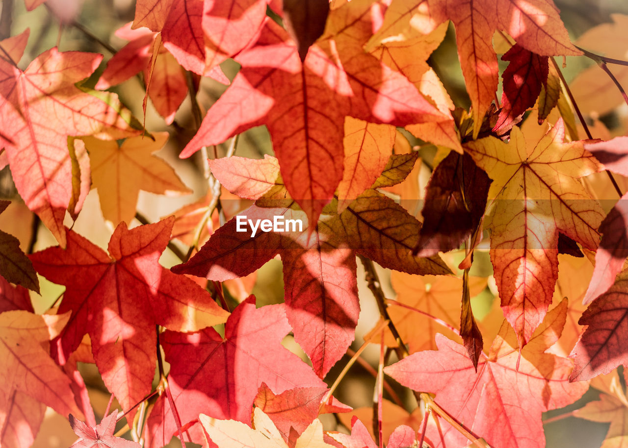 CLOSE-UP OF MAPLE LEAVES ON PLANT