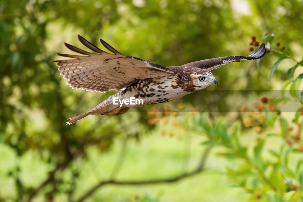 Red-tailed hawk soaring gracefully through the woods on a sunny morning.