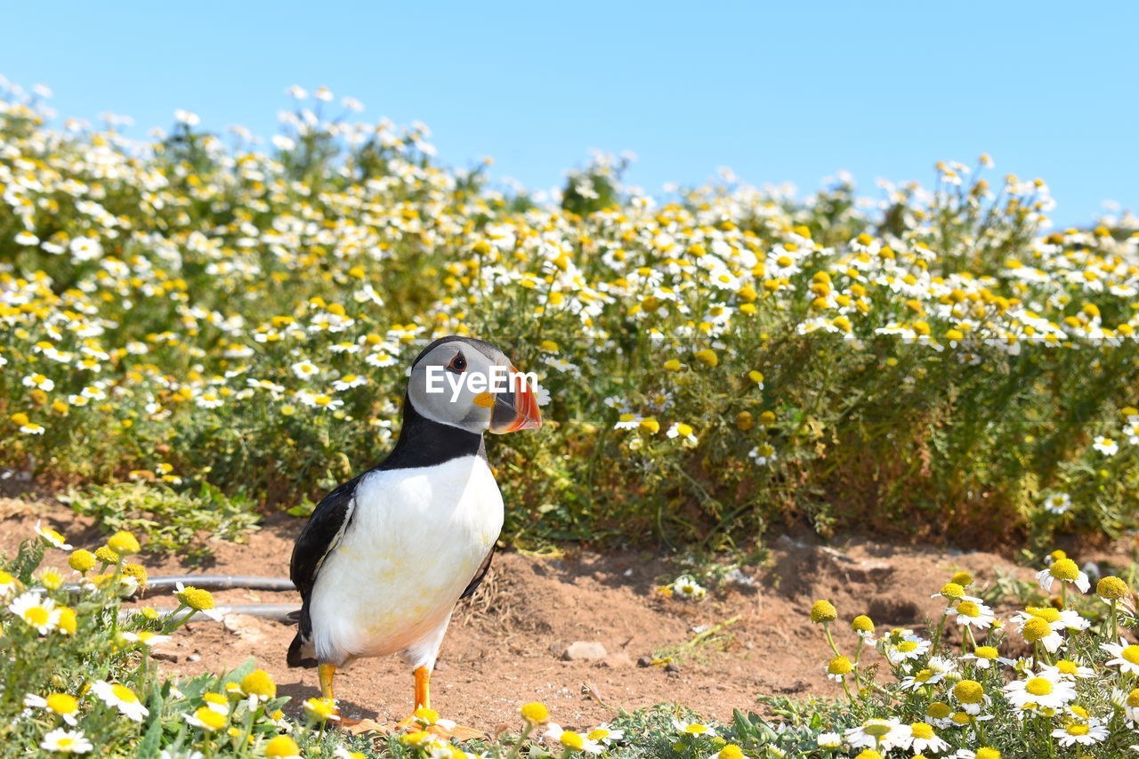 Pembrokeshire allows you get close to wild atlantic puffins when the wild flowers are in full bloom.