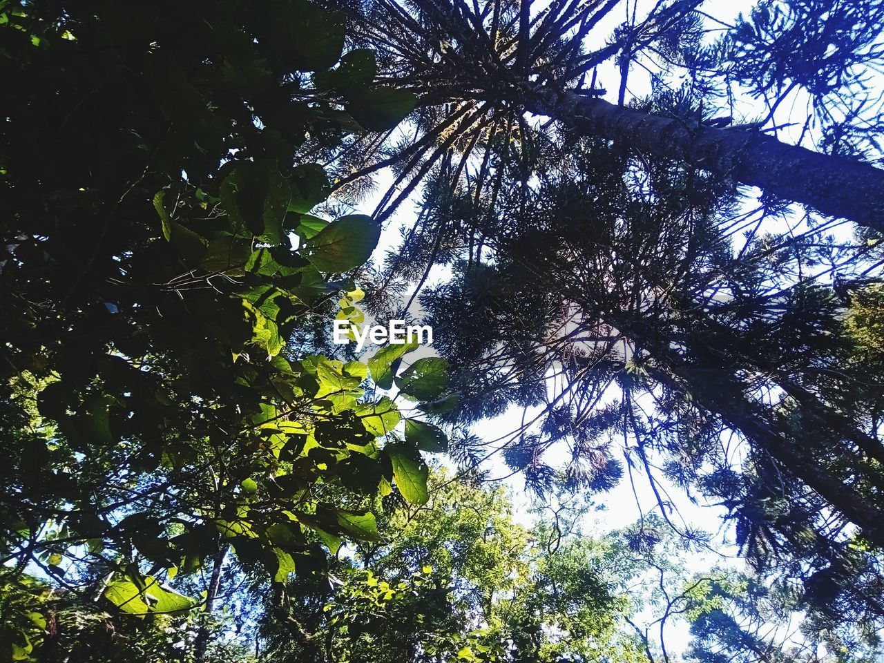 LOW ANGLE VIEW OF SUNLIGHT STREAMING THROUGH TREES IN FOREST