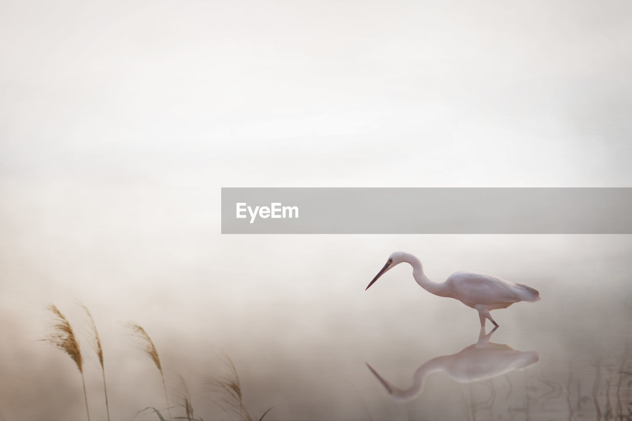 Beautiful great egret bird wallpaper background