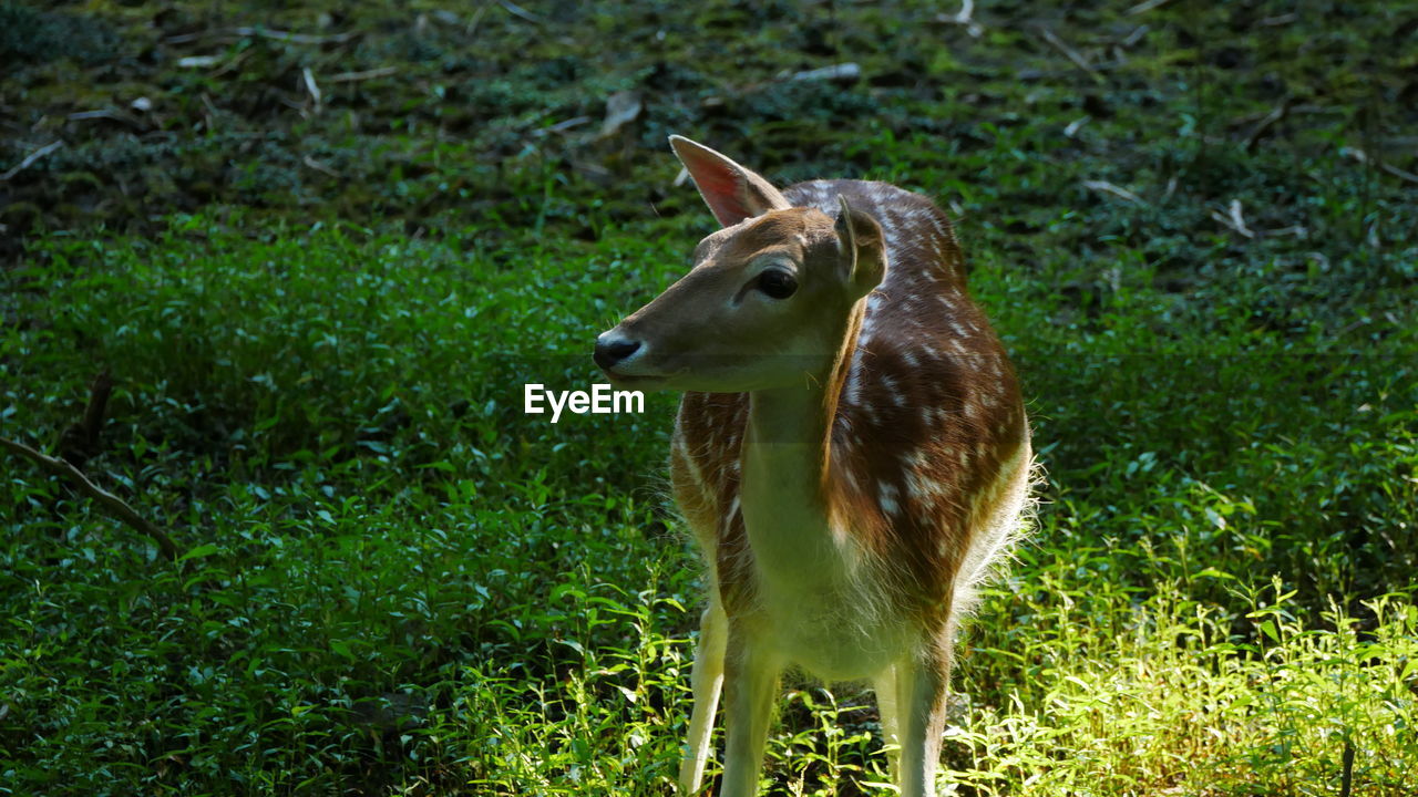 CLOSE-UP OF DEER STANDING IN FIELD