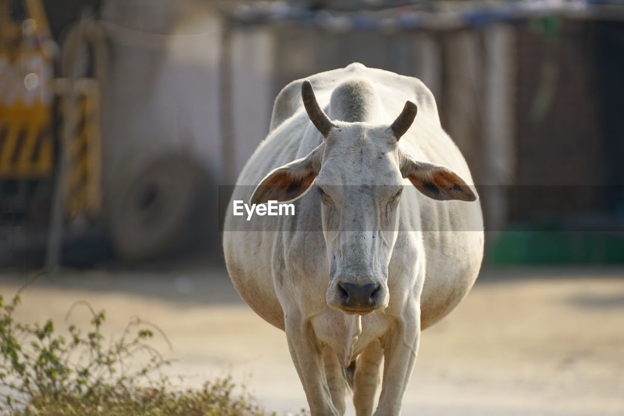 PORTRAIT OF A HORSE STANDING