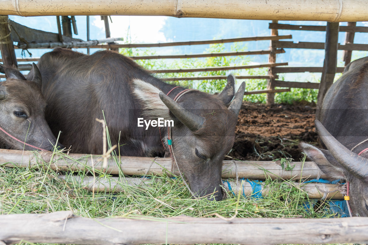 VIEW OF AN ANIMAL AGAINST BLUE FENCE