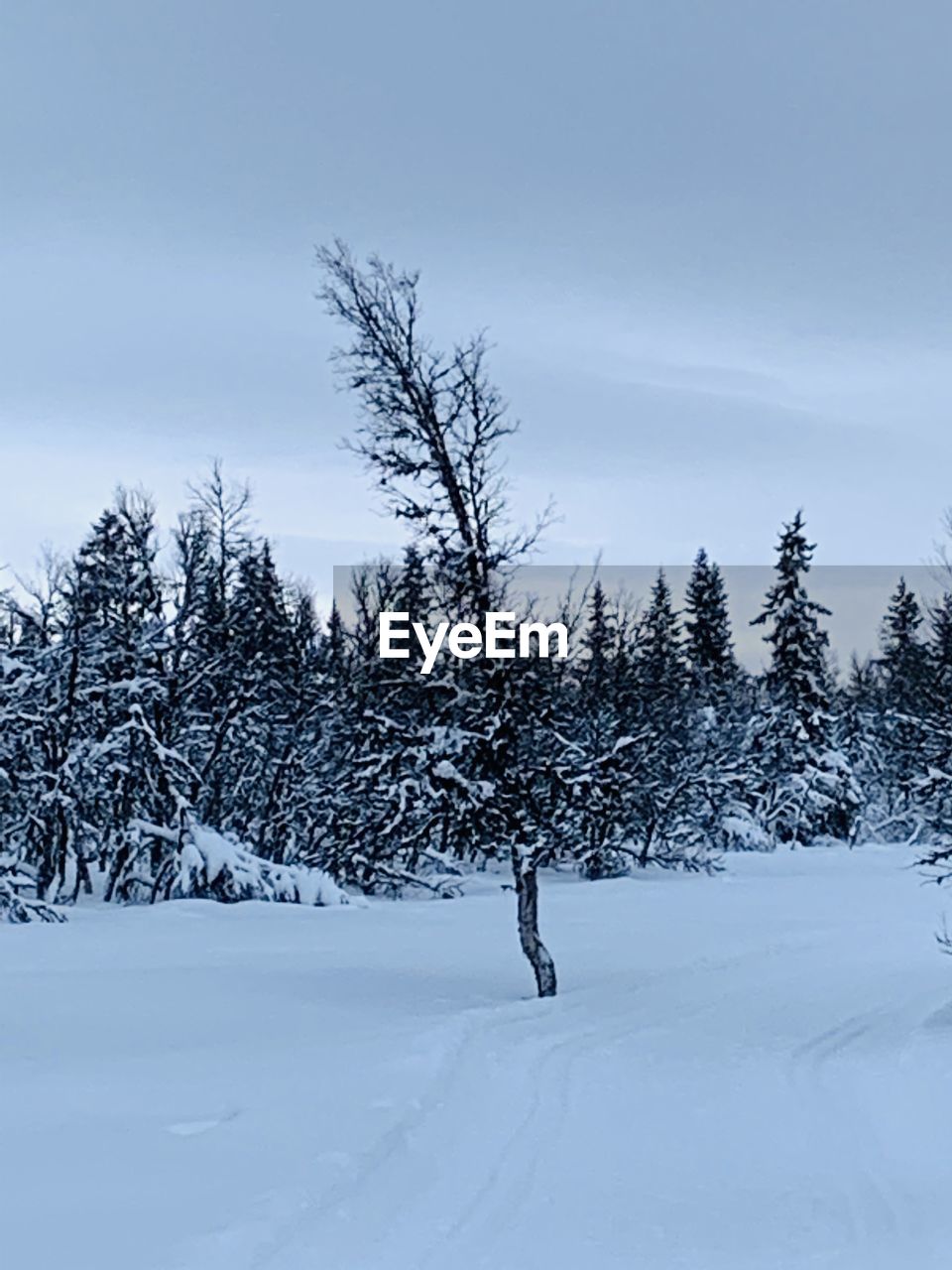 SNOW COVERED FIELD AGAINST SKY