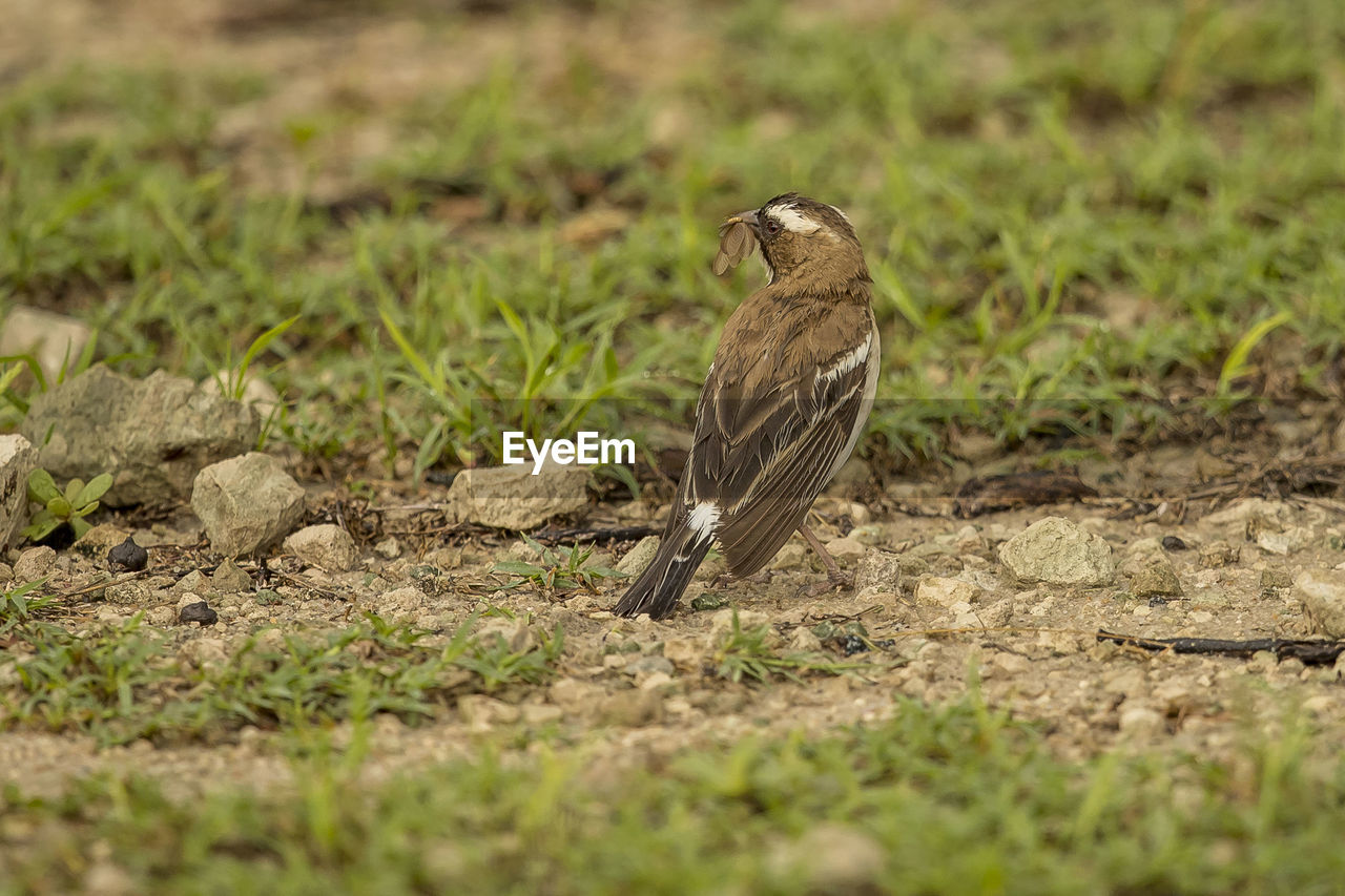 SIDE VIEW OF A BIRD ON GROUND