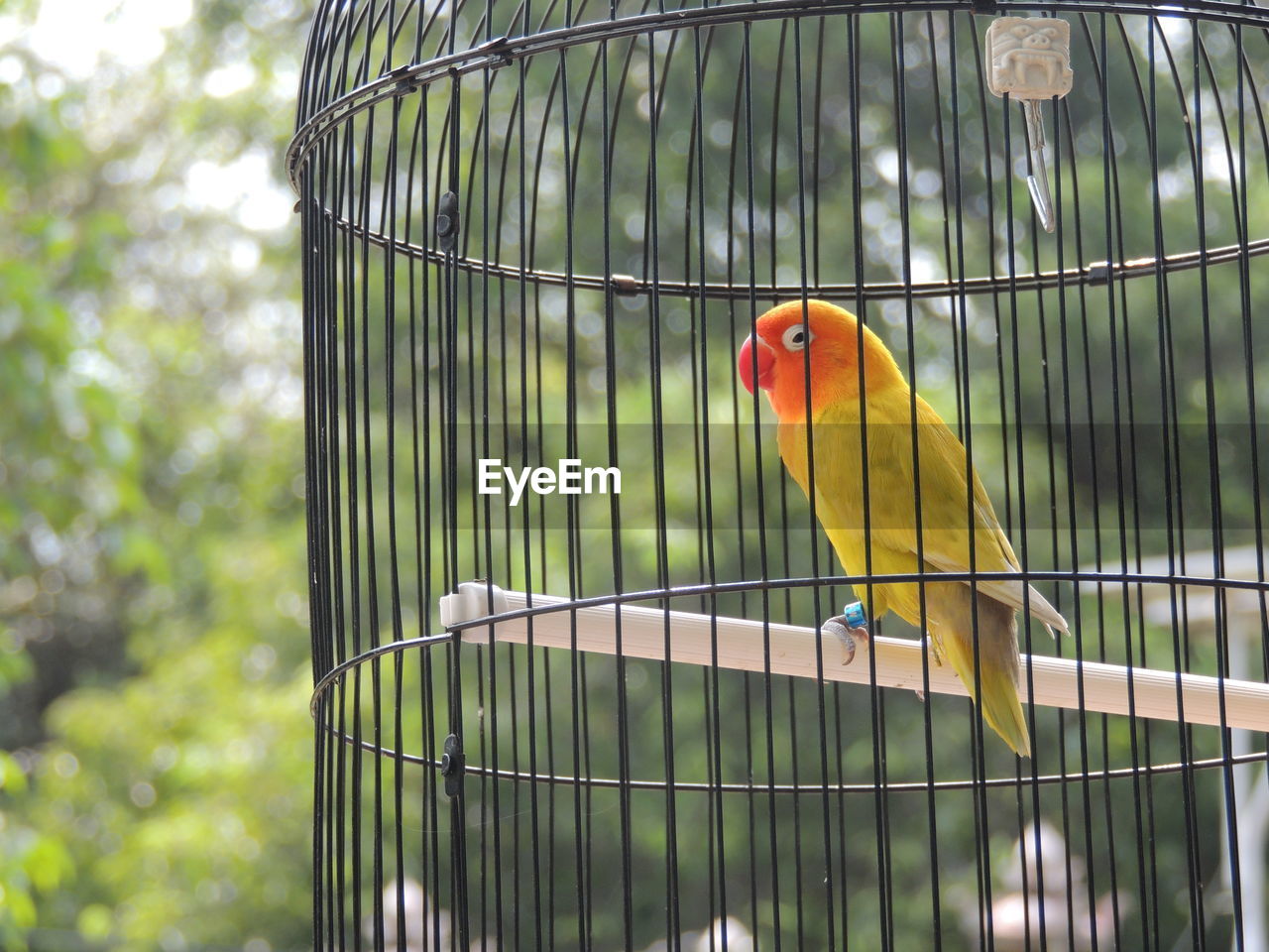 Sun conure in bird cage