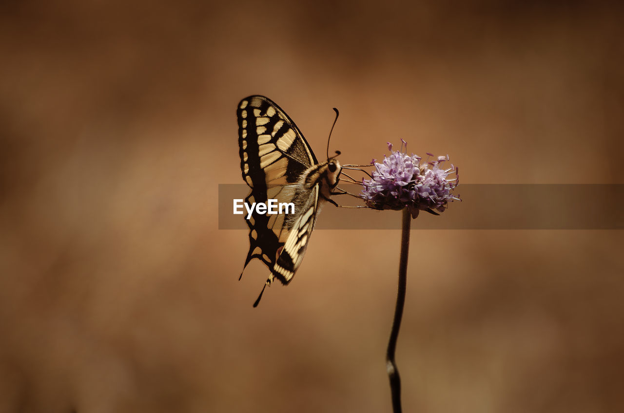 CLOSE-UP OF BUTTERFLY POLLINATING FLOWER