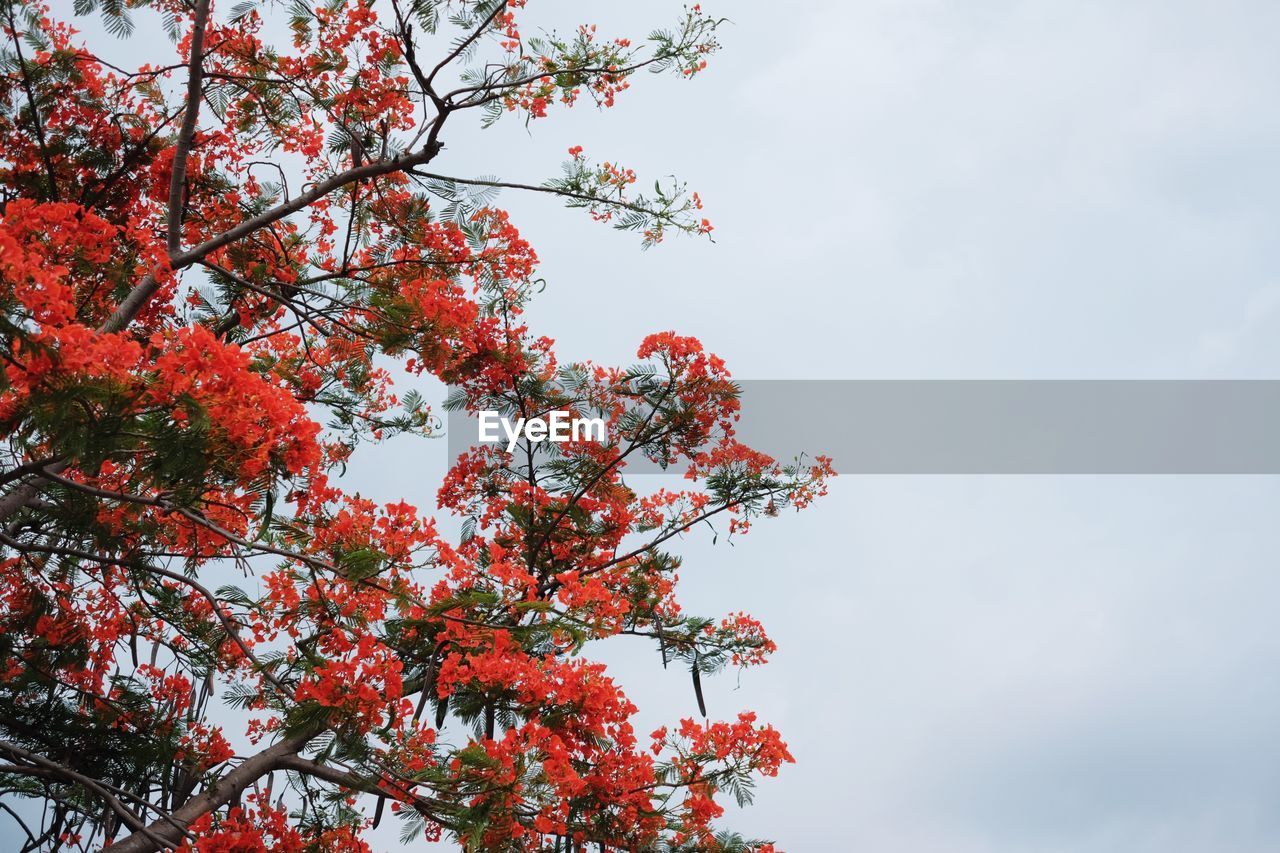 Low angle view of red flowering tree against sky