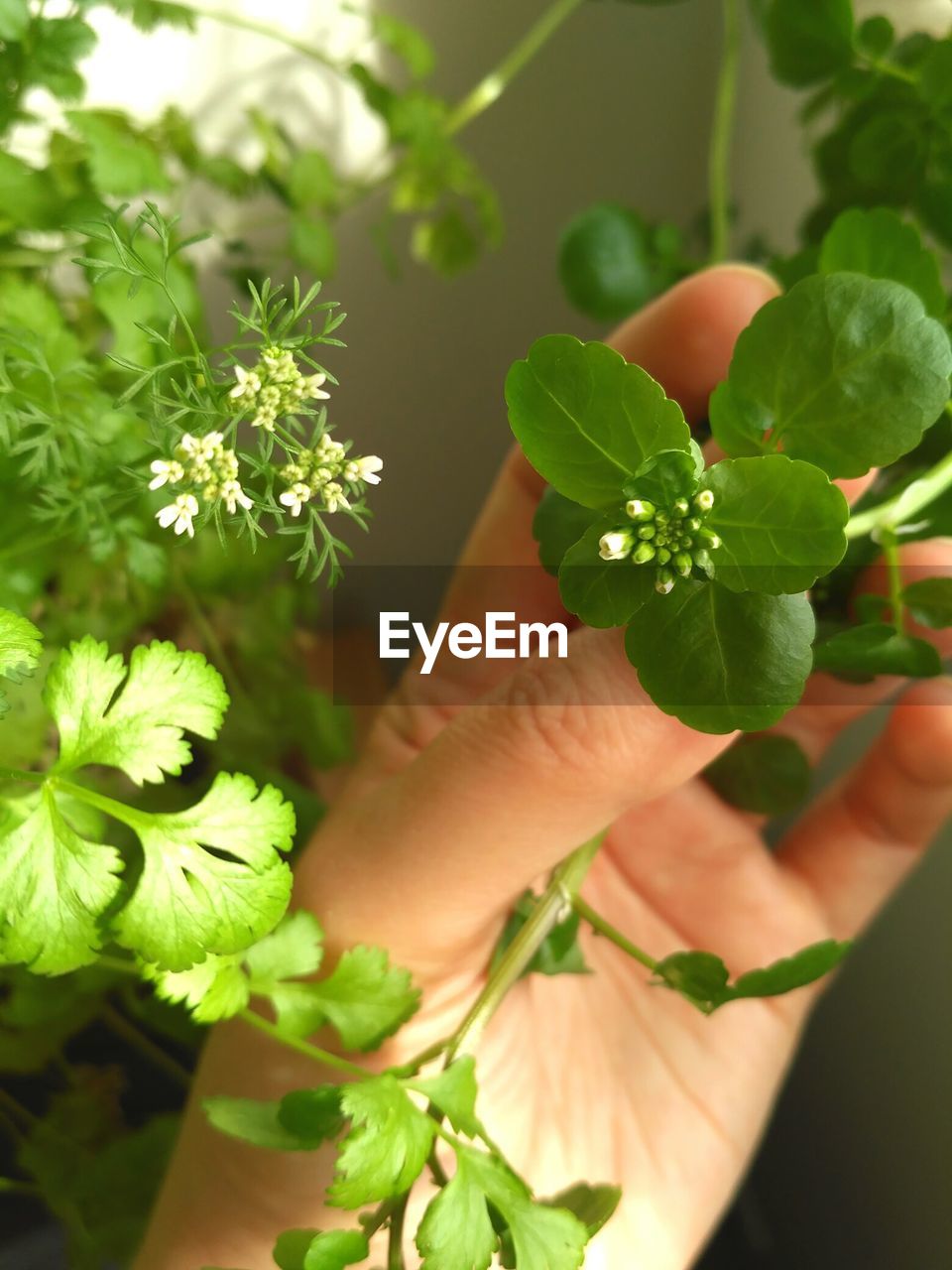 CLOSE-UP OF HAND HOLDING FLOWERS