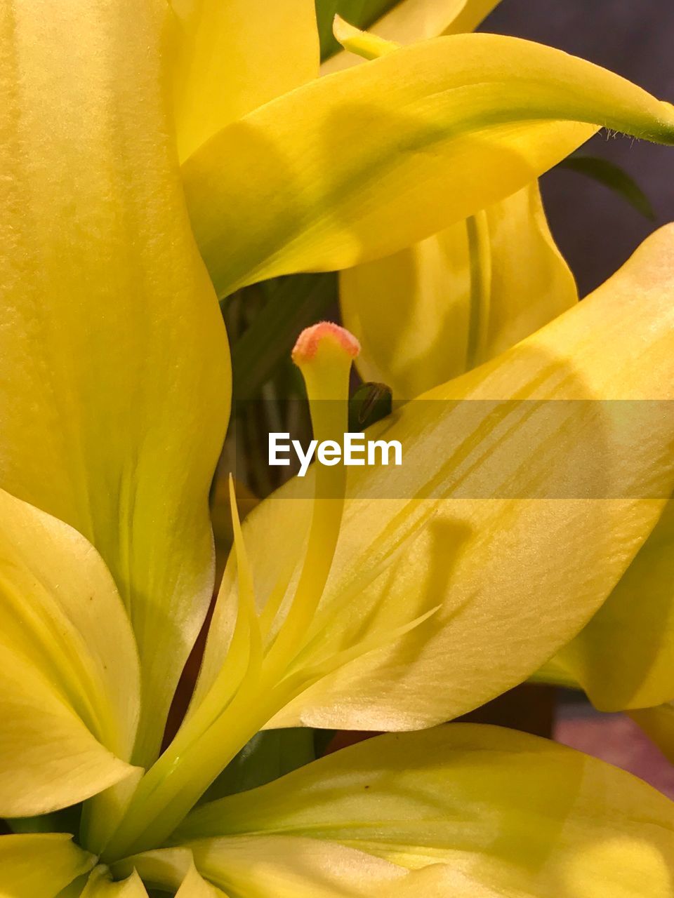 FULL FRAME SHOT OF YELLOW FLOWER