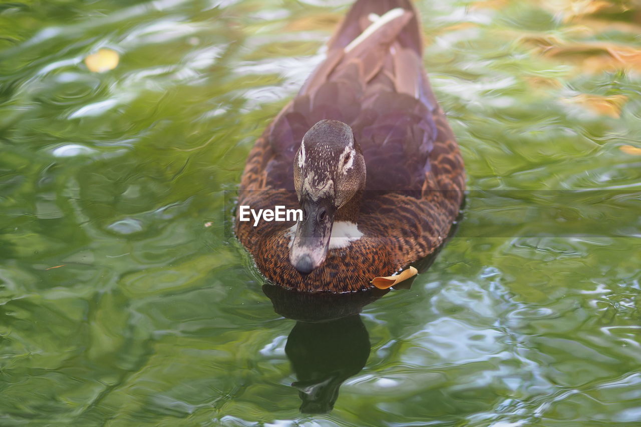 close-up of duck swimming in water