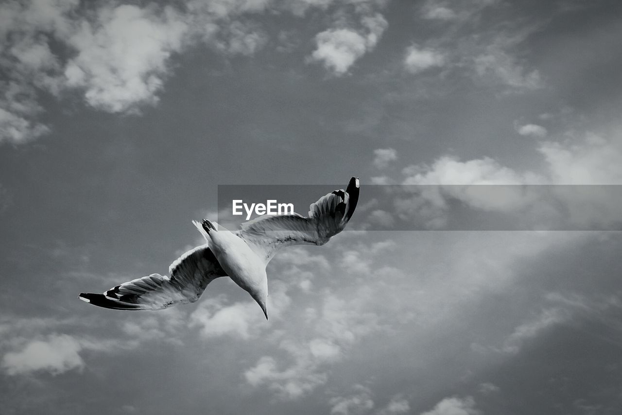 Low angle view of seagull flying against sky