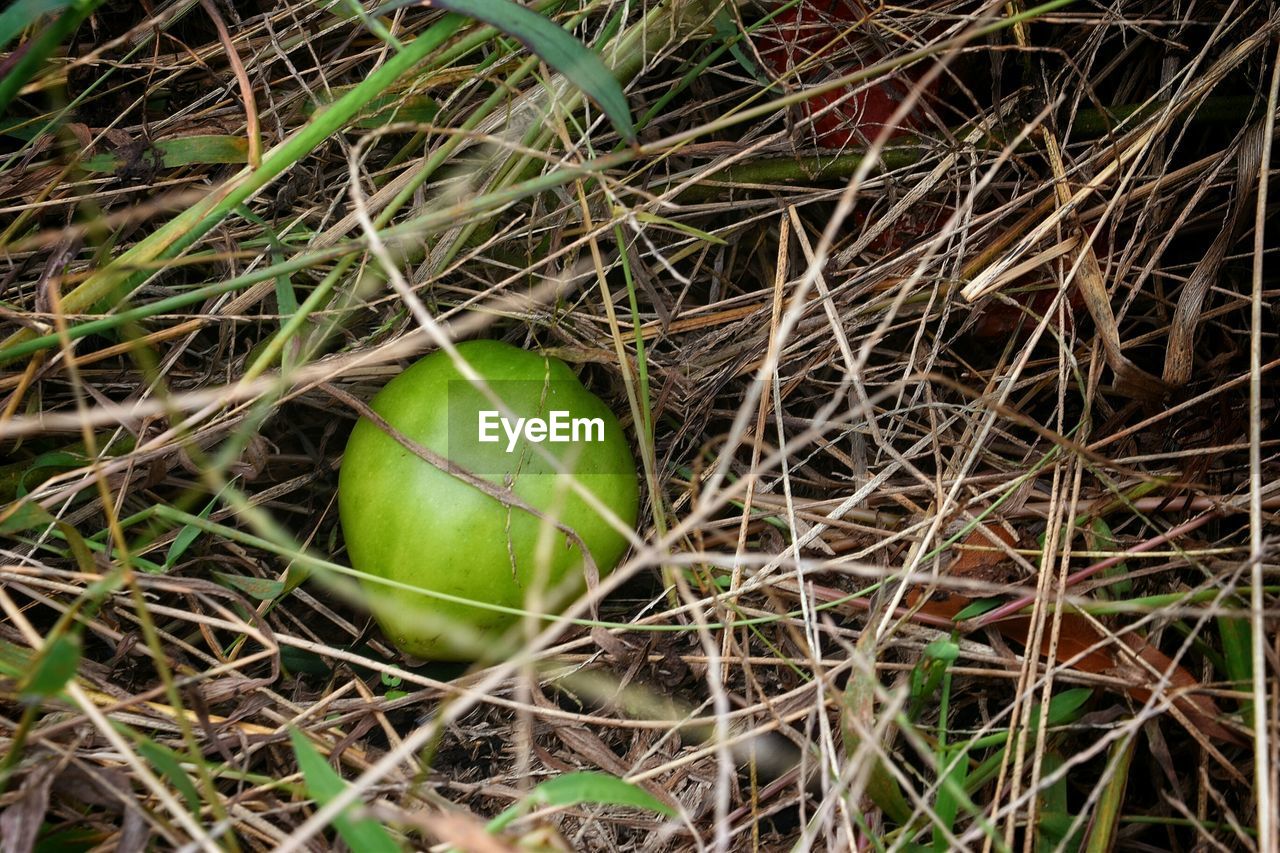 Close-up of green tomato on field