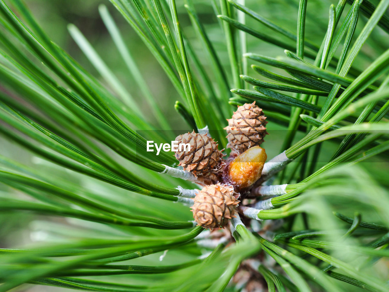 Close-up of pine cone growing on tree