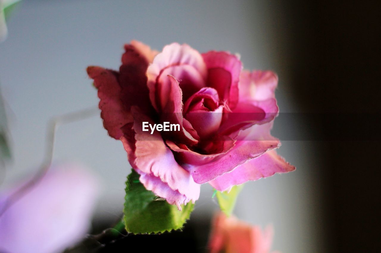 CLOSE-UP OF PINK ROSE IN FLOWER