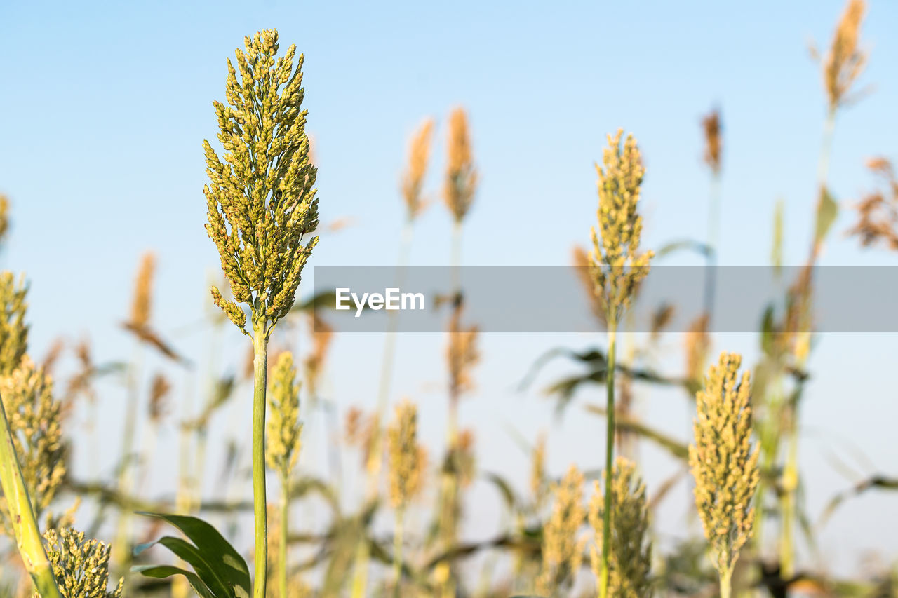 Close up millet or sorghum an important cereal crop in field