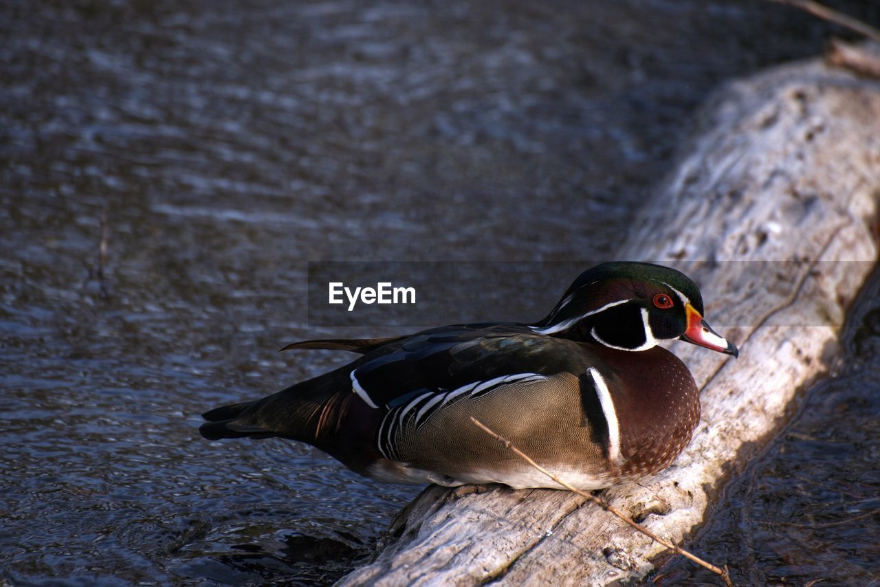 Side view of a bird on rock