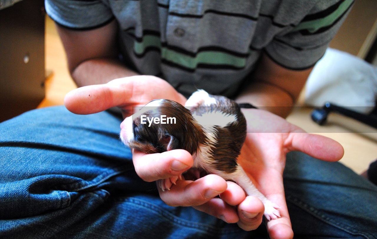 Midsection of man holding newborn puppy