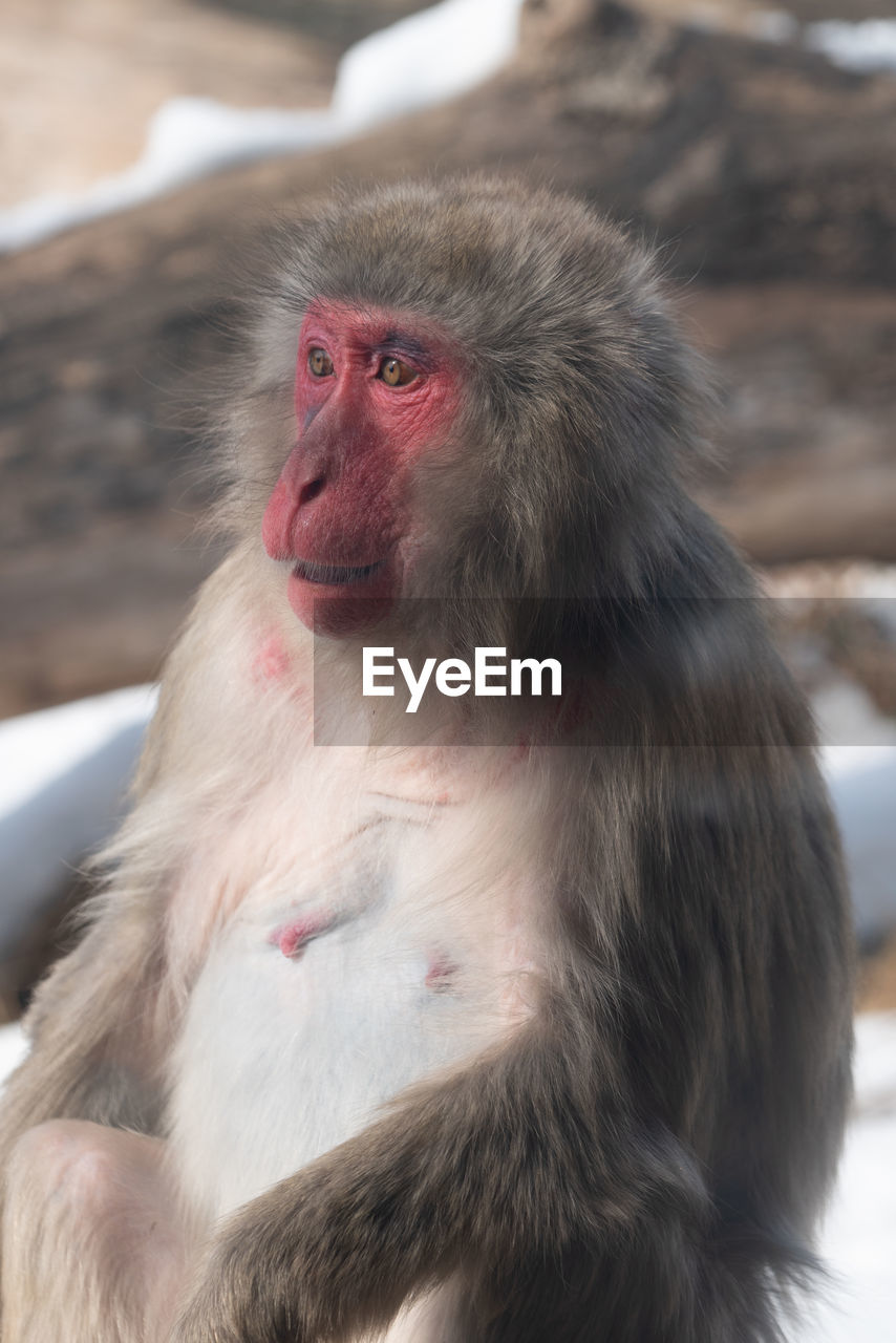 PORTRAIT OF MONKEY