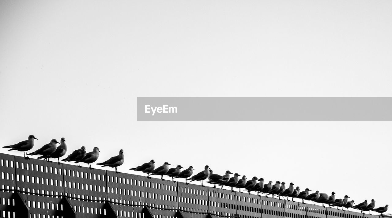 Low angle view of seagulls perching on railing against sky