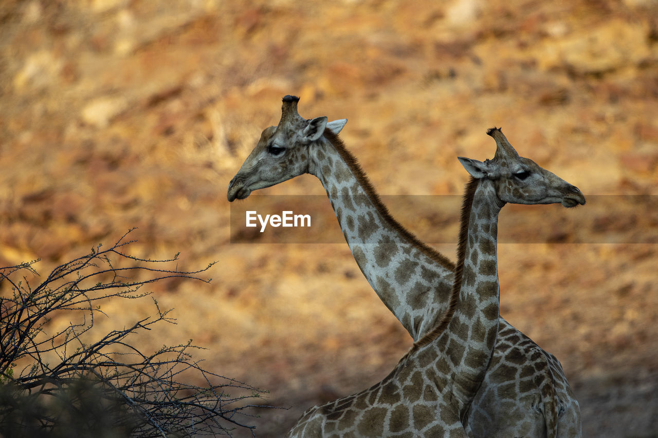 Two giraffes crossed at sunset in a canyon