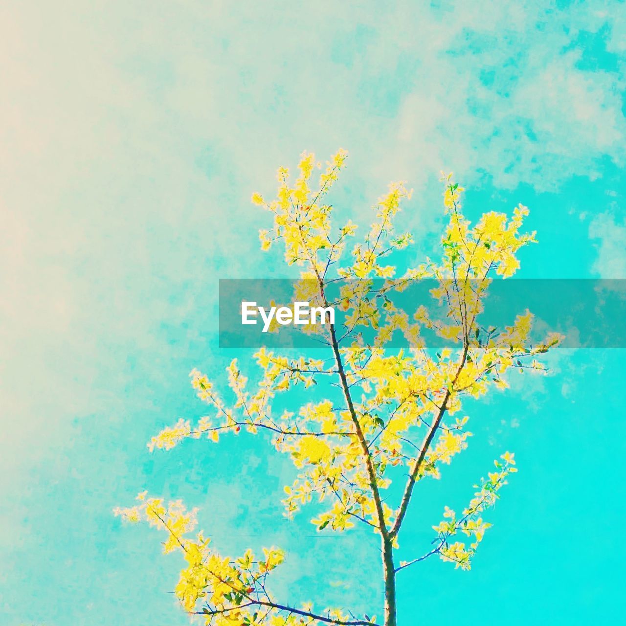 LOW ANGLE VIEW OF TREES AGAINST BLUE SKY