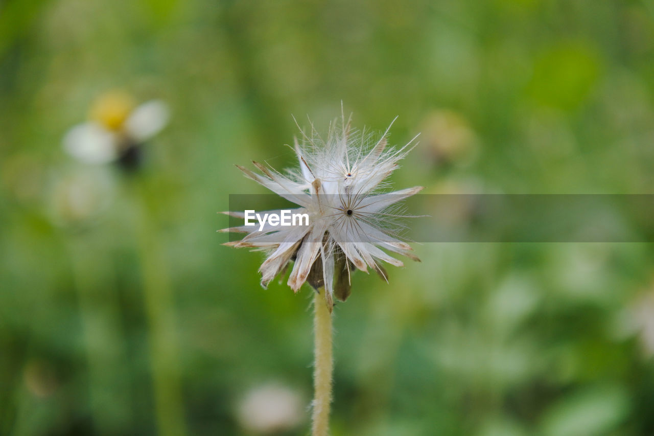 Close-up of white dandelion flower