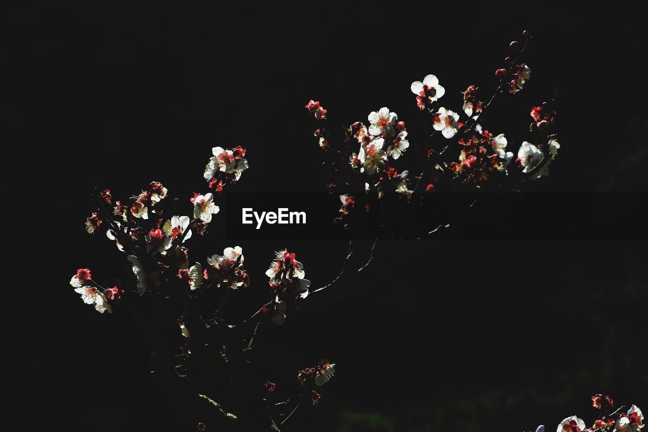 Low angle view of flower tree against sky at night