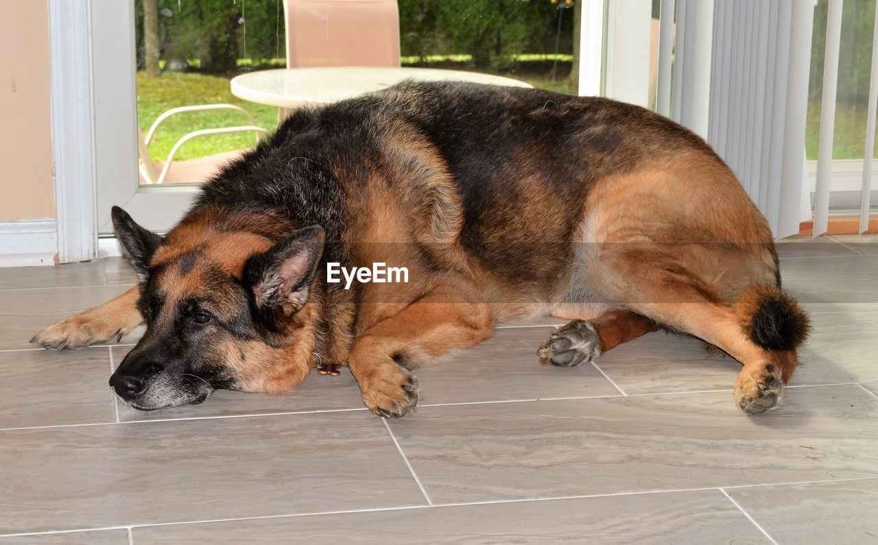 DOG LYING DOWN ON FLOOR