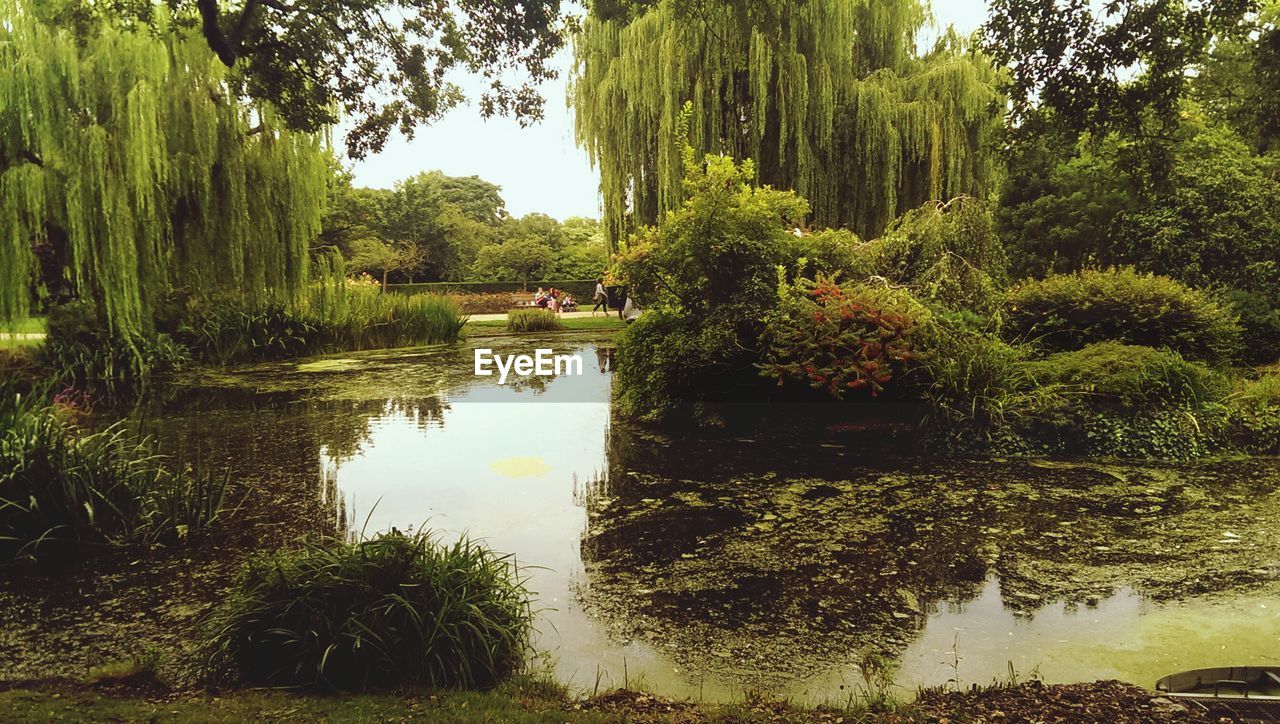 Trees and plants on swamp