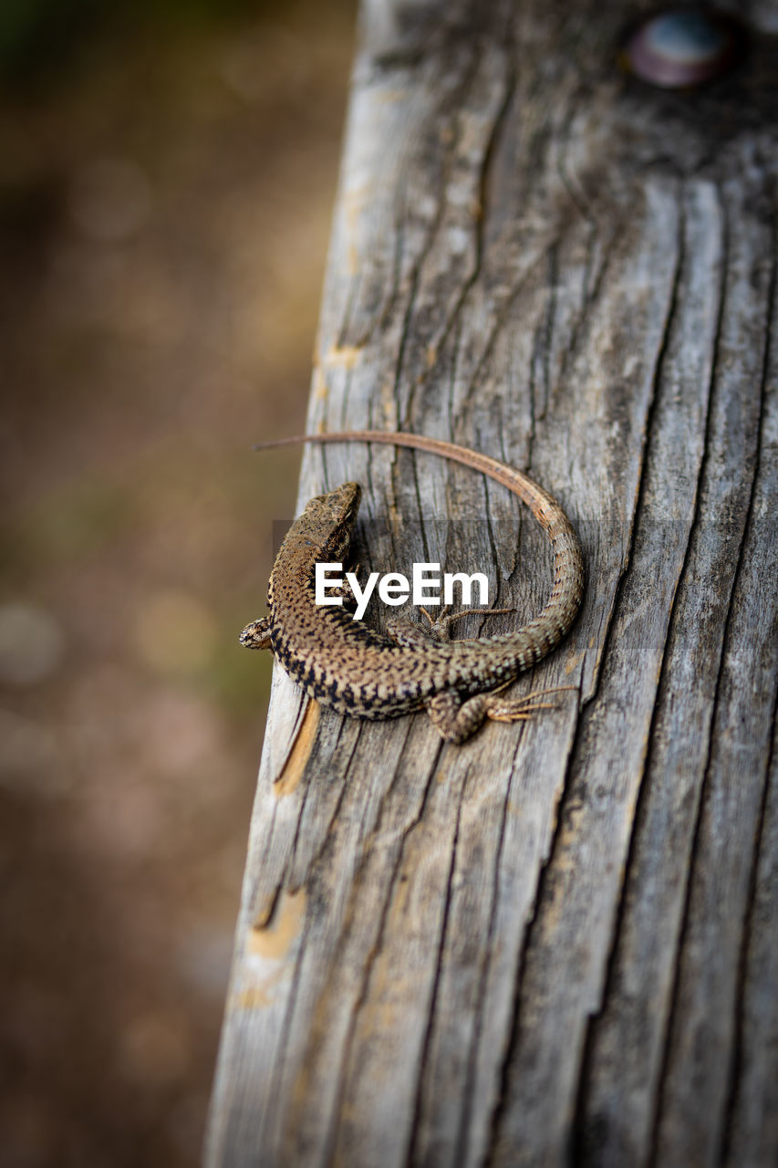 HIGH ANGLE VIEW OF SNAKE ON WOOD