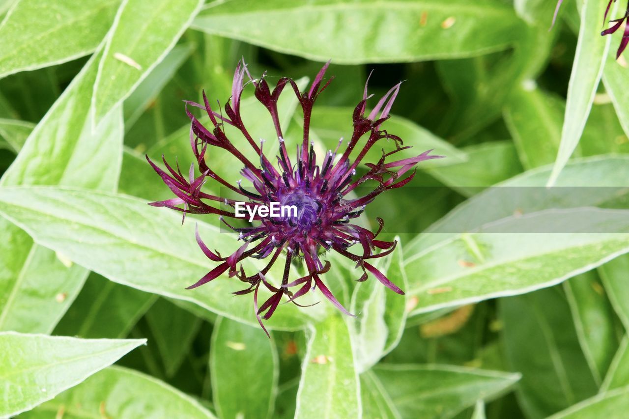 CLOSE-UP OF PURPLE FLOWERING PLANTS