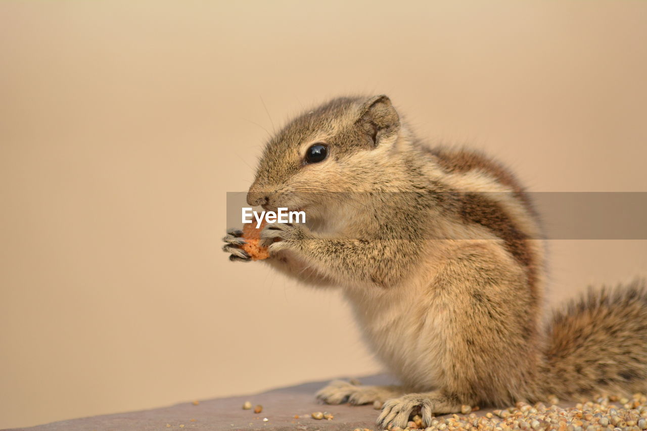 CLOSE-UP OF SQUIRREL EATING LIZARD