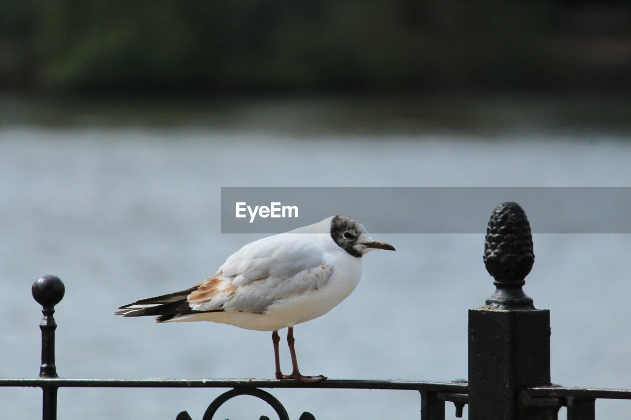 CLOSE-UP OF SEAGULL PERCHING ON RAILING AGAINST WATER