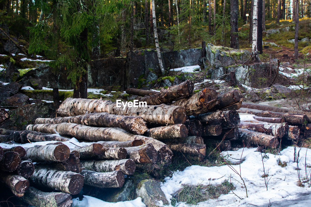 Stack of logs in forest