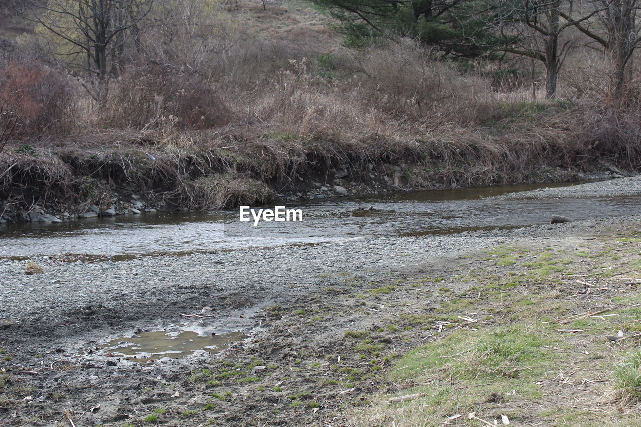 VIEW OF STREAM IN FOREST