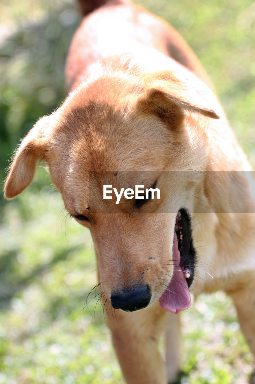 CLOSE-UP OF A DOG IN FIELD