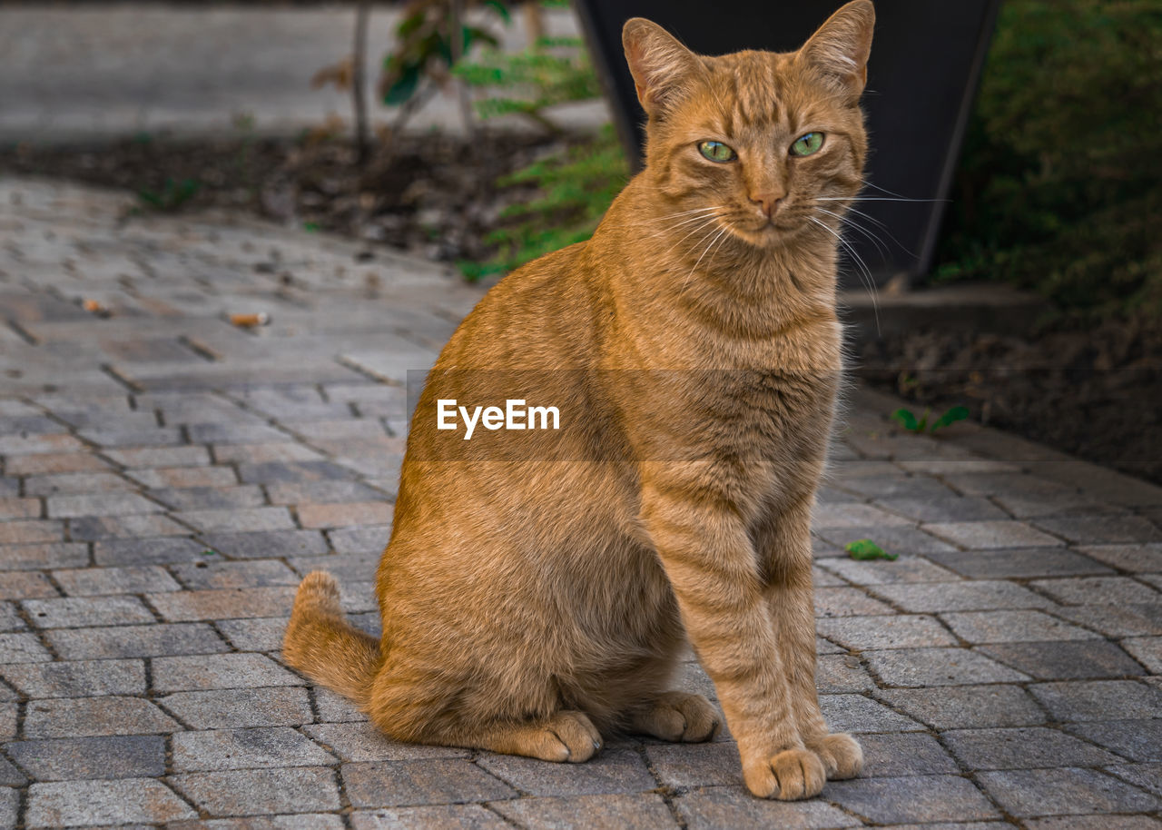 Orange tabby cat with green eyes standing on the ground