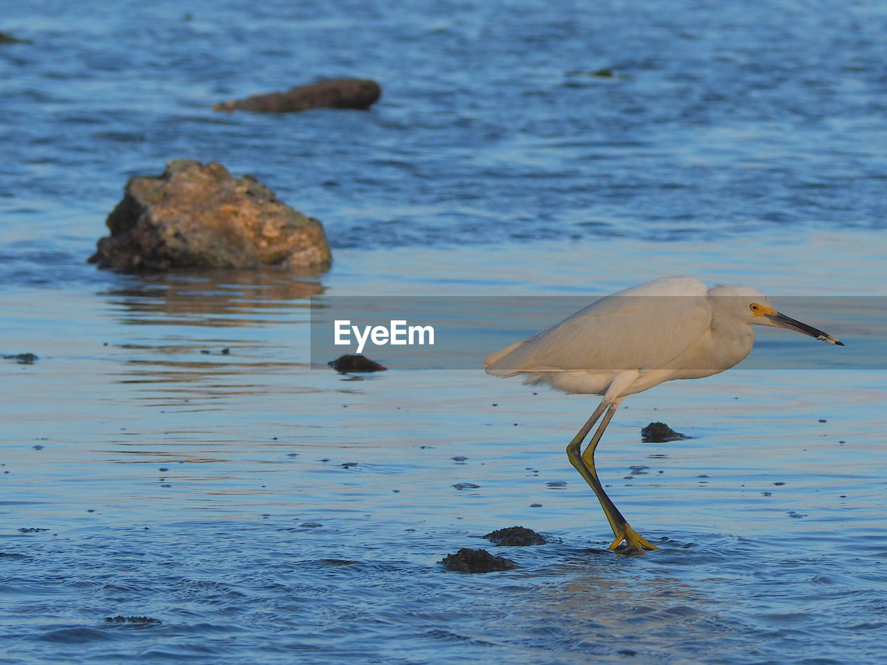 BIRD ON ROCK