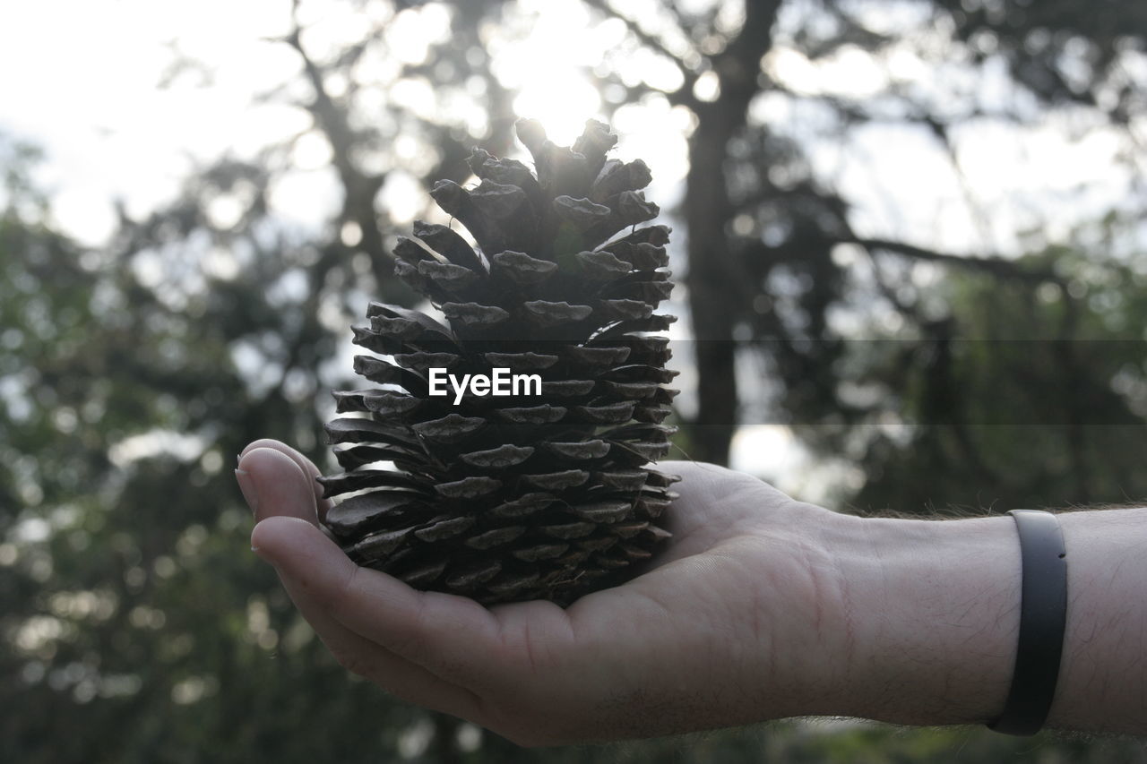 Cropped image of hand holding pine cone