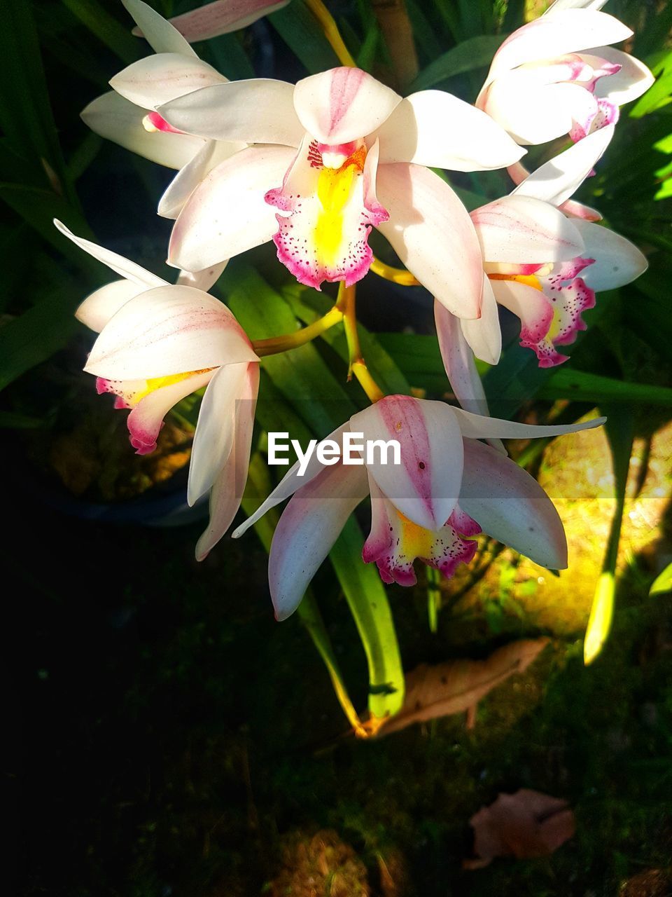 CLOSE-UP OF FRESH PINK WHITE FLOWERS