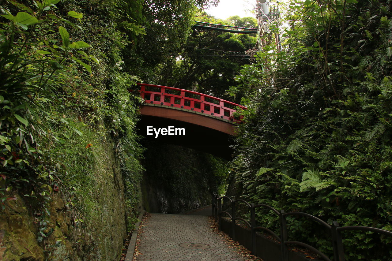 Narrow pathway along plants