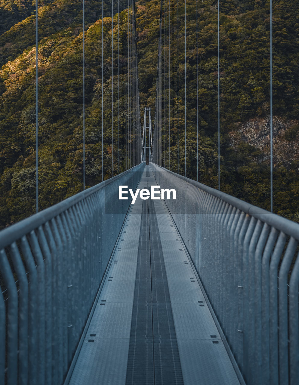 Footbridge amidst trees in forest