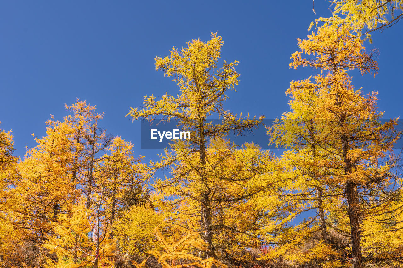 tree, plant, autumn, beauty in nature, sky, yellow, nature, no people, growth, scenics - nature, tranquility, blue, clear sky, land, forest, low angle view, day, pine tree, branch, coniferous tree, pinaceae, pine woodland, tranquil scene, outdoors, environment, landscape, non-urban scene, woodland, leaf, plant part, sunlight, sunny, idyllic, orange color, vibrant color