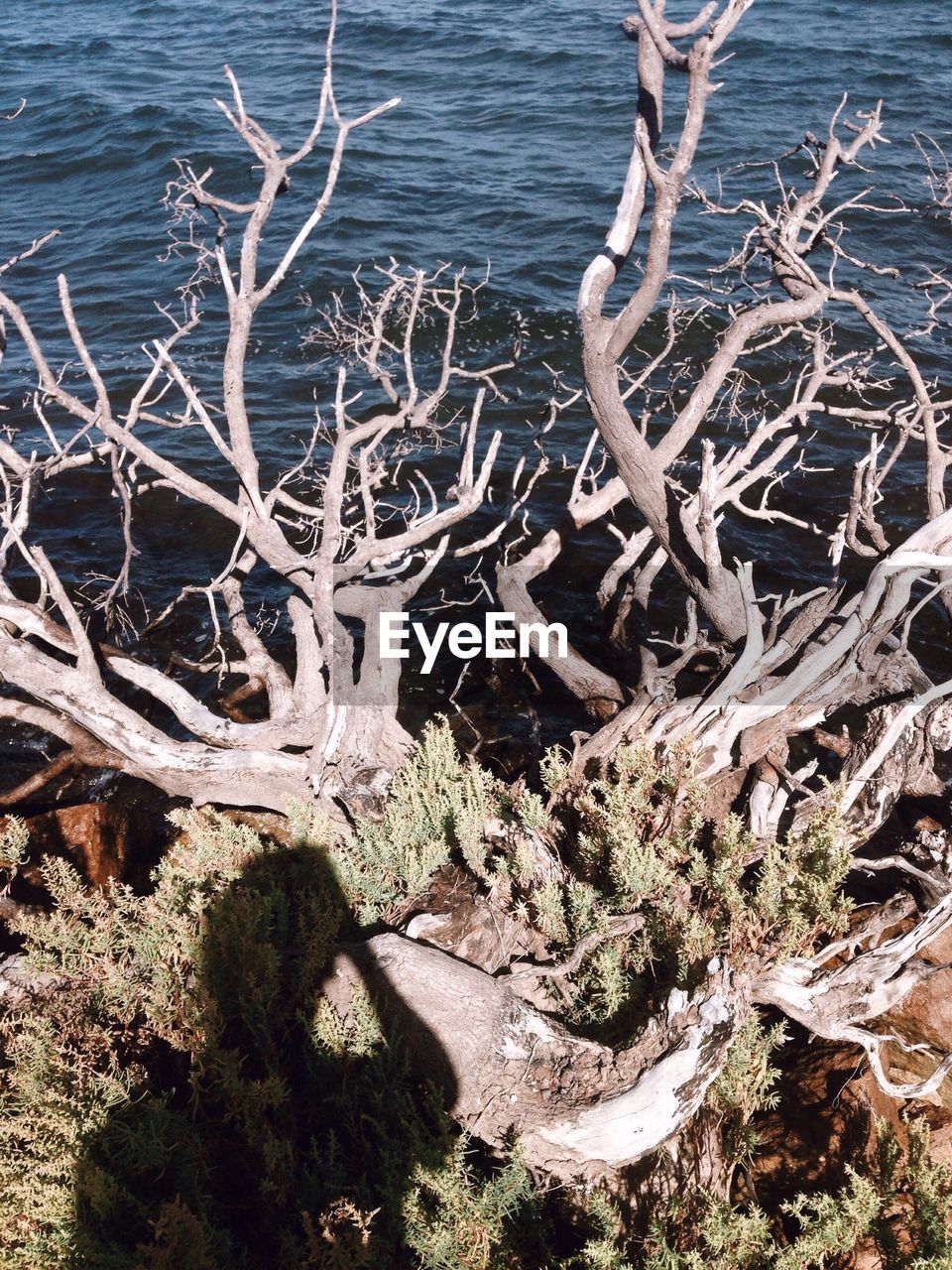 Dead tree on lakeshore